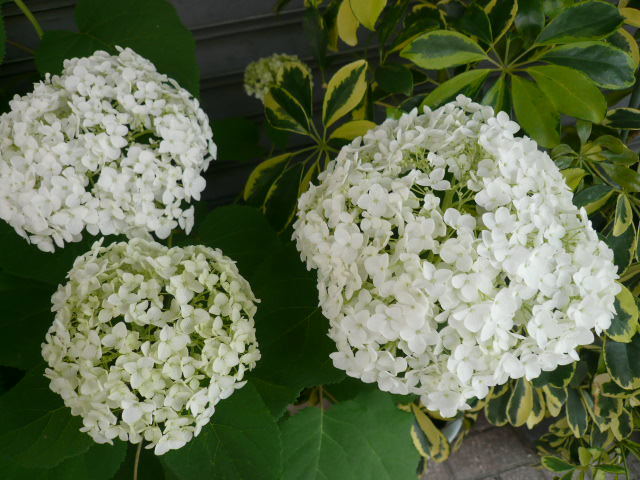 c0043055_10450094.jpg