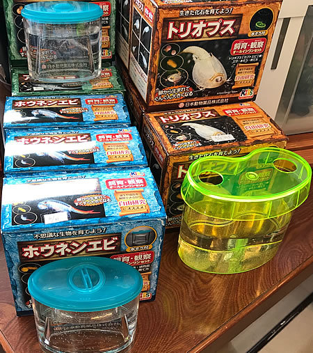 古代生物を育ててみる_e0362456_16325415.jpg