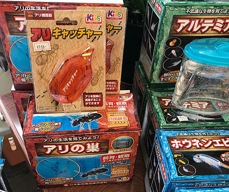 古代生物を育ててみる_e0362456_16330421.jpg