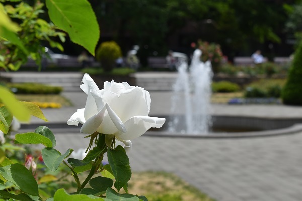 札幌資料館前の大通公園バラ園が満開です ワイン好きの料理おたく 雑記帳