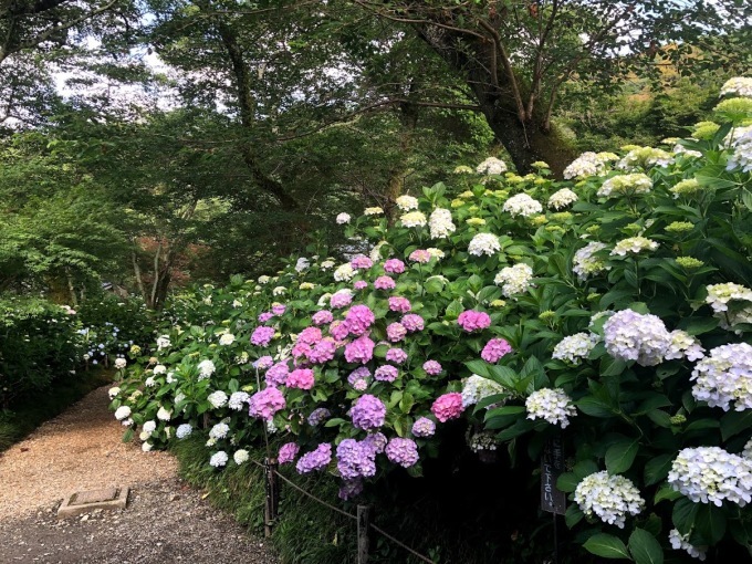 見頃となってまいりました(2019年6月12日現在)_b0140774_07250359.jpg