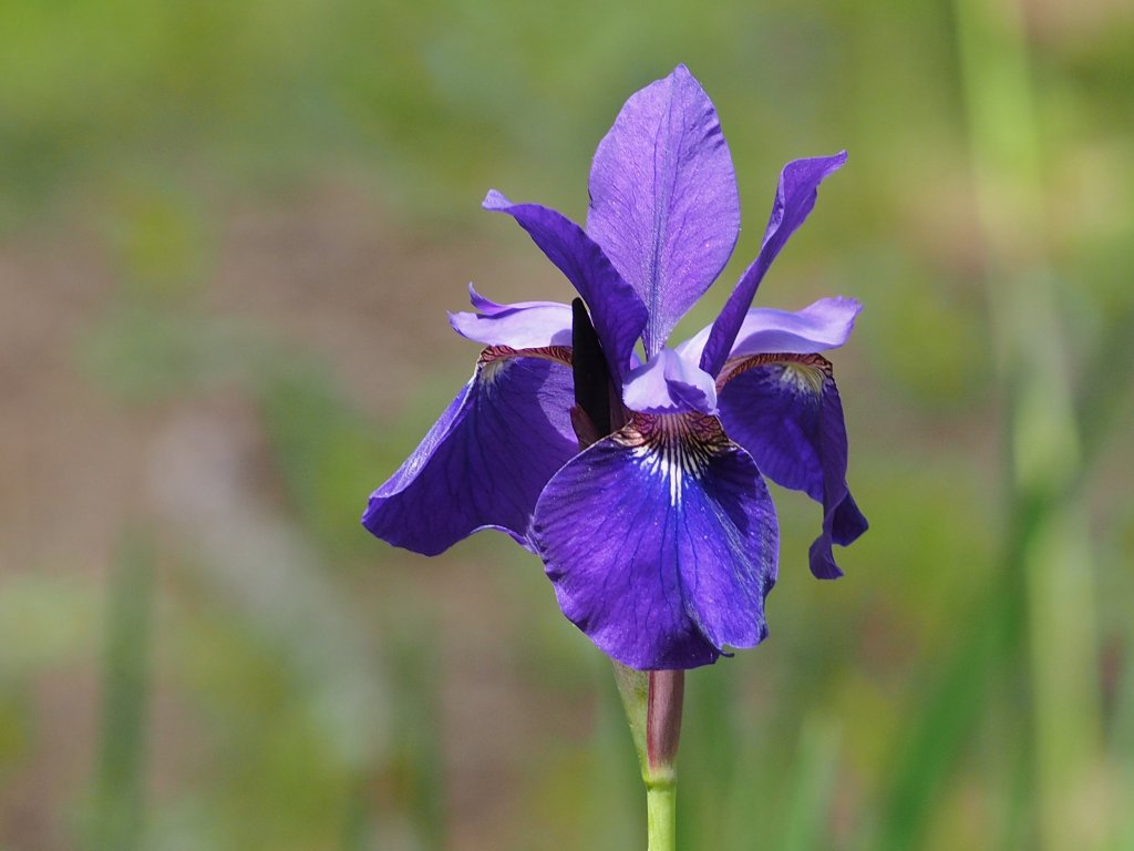 c0183777_8532020.jpg