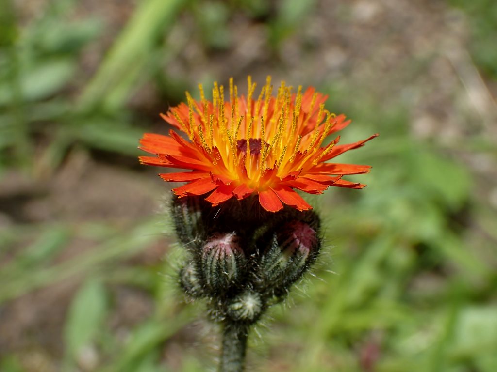 c0183777_934487.jpg