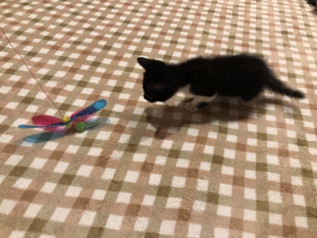 b0377882_22242784.jpeg