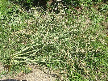 f0003283_07134326.jpg