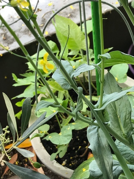 梅雨の晴れ間のベランダの植物達とちりめん山椒_e0397389_12583739.jpeg