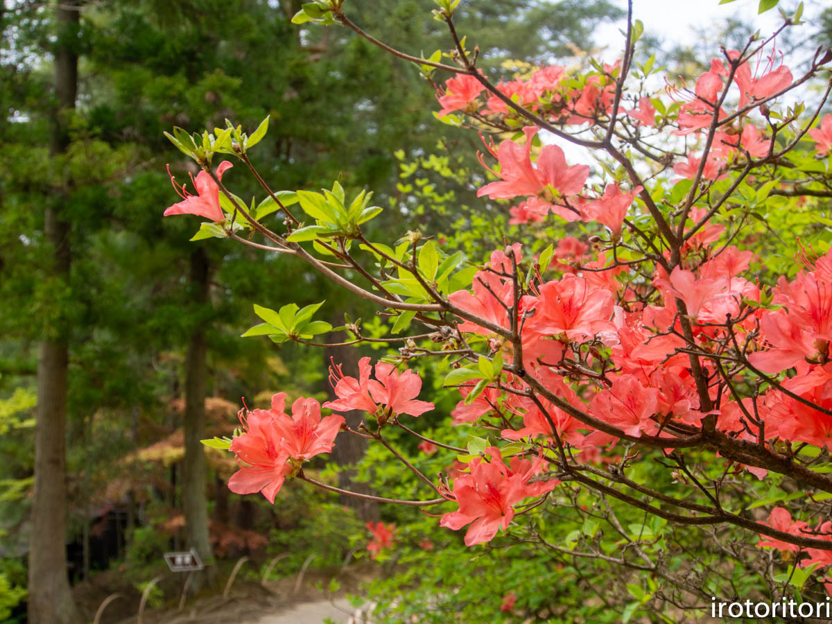 東北旅日記　その2  　2019/05/15_d0146592_23174685.jpg