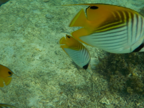 d0074596_23545566.jpg