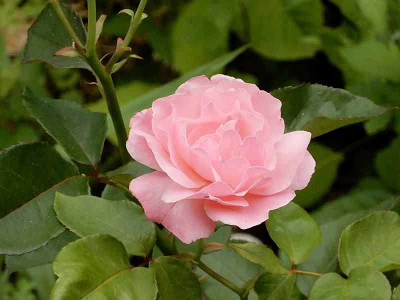 e0025300_20511285.jpg