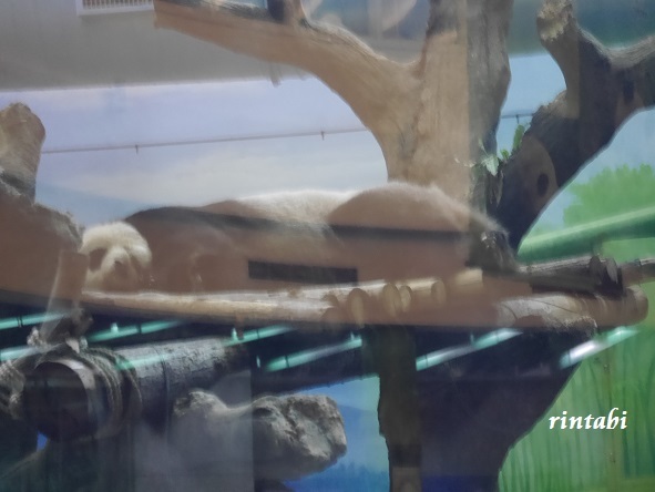 ２０１９年６月　台北　パンダに会いに台北市立動物園_b0205305_15411629.jpg