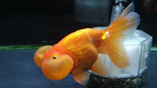 金魚紹介 平賀産 水泡眼 Today S Memory 金魚紹介 平賀産 水泡眼 Today S Memory