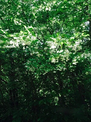 a0257308_17232016.jpeg