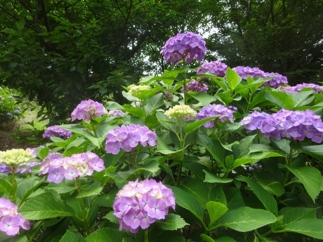 山田あじさいロード・アムスメロン・梅雨入の四国遅れの記事…2019/6/13_f0231709_09585852.jpg