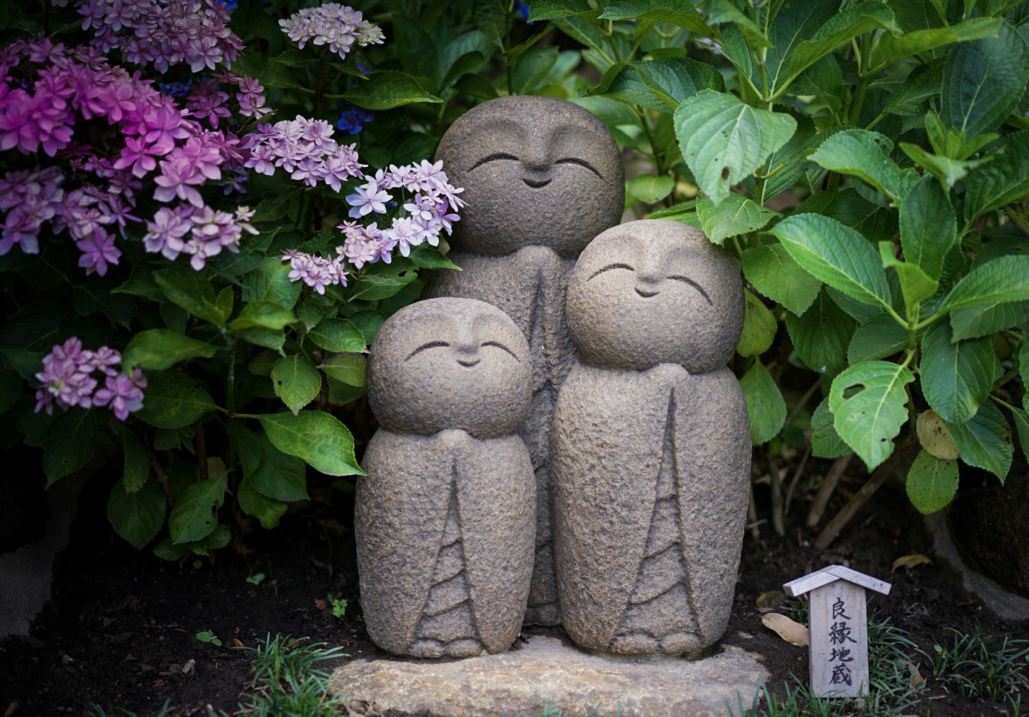 鎌倉 長谷寺で紫陽花を きれいの瞬間 写真で伝えるstory
