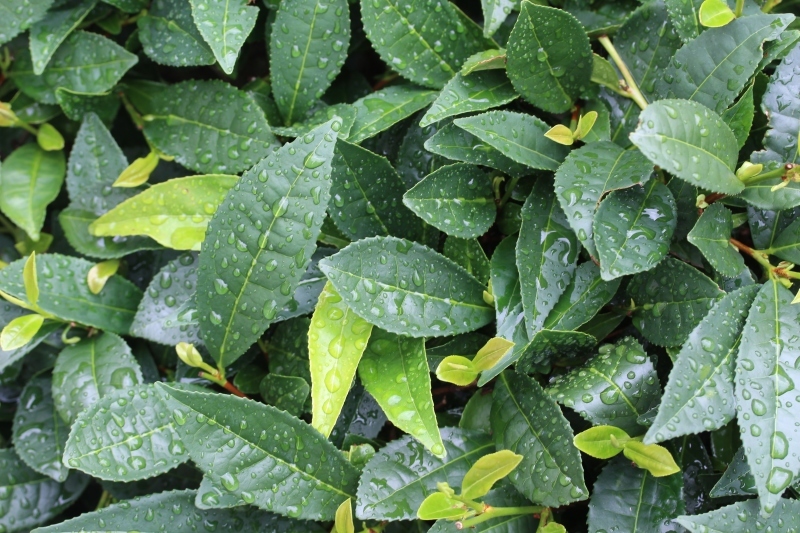 茶LON (66)_b0220318_18242017.jpg