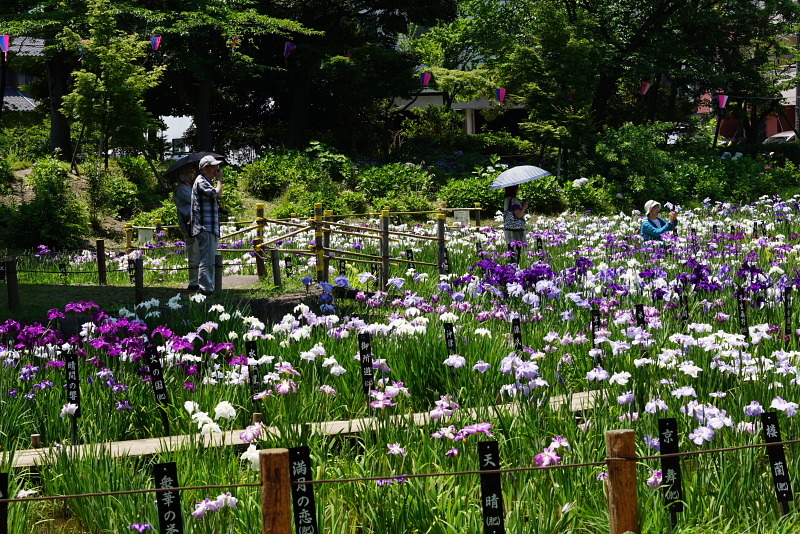 しょうぶ沼公園_a0105819_16131911.jpg