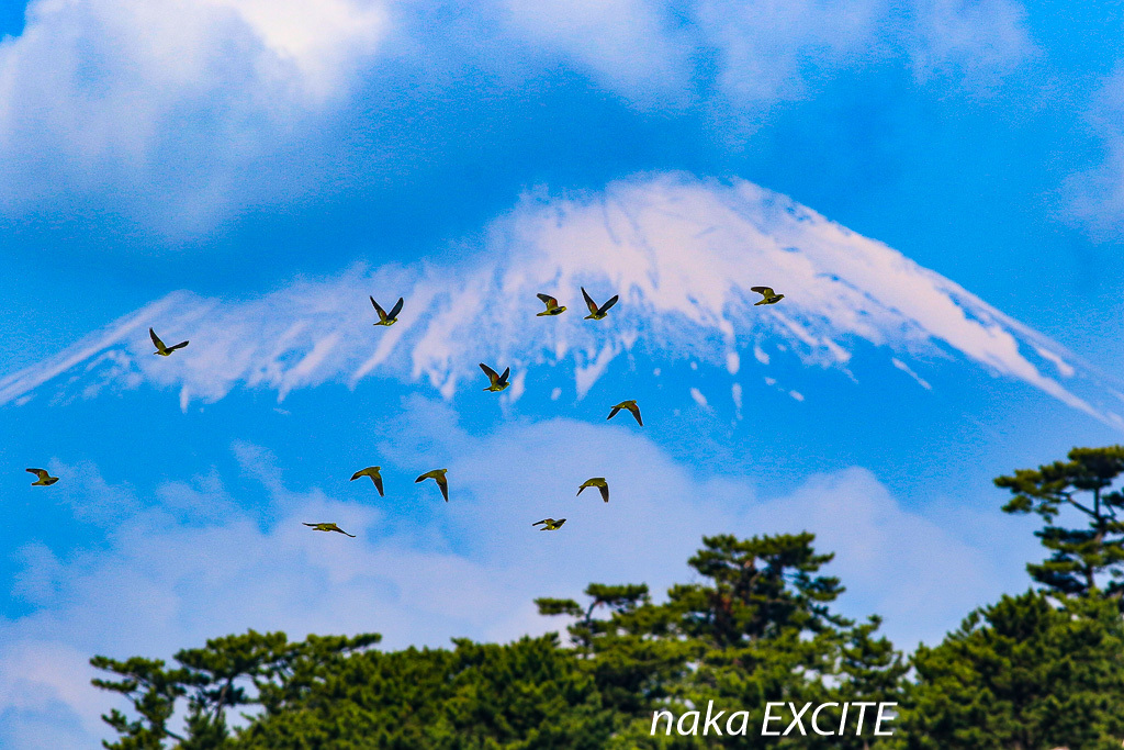 コアジサシ　（2019/06/13　晴れ）_f0281533_11535064.jpg