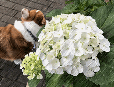 c0128342_10114629.gif