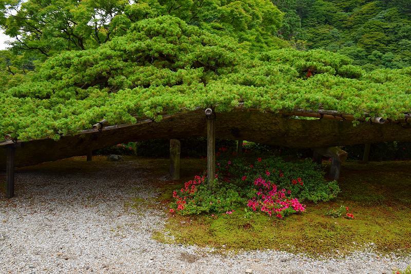 善峯寺「天然記念物の日本一の松」20190611_e0237645_18413528.jpg