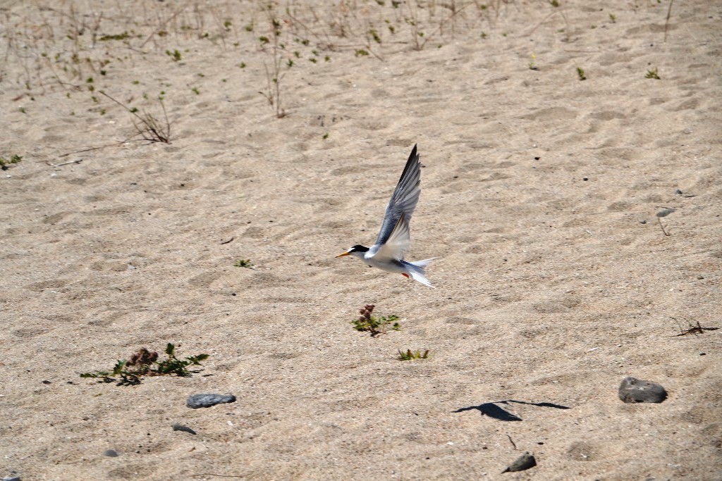 野鳥トレ　169　コアジサシ２_b0227552_19004426.jpg