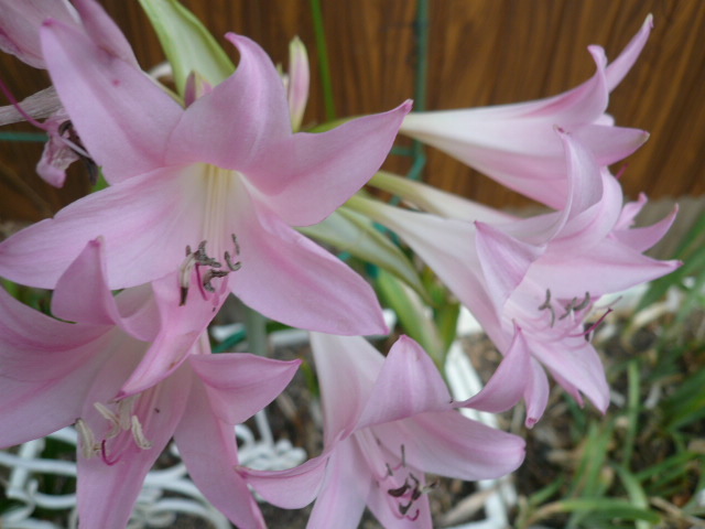 c0043055_11193342.jpg