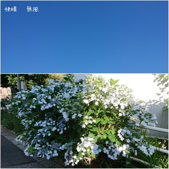 ６月１３日   久々の晴れ_b0306158_14335273.jpg