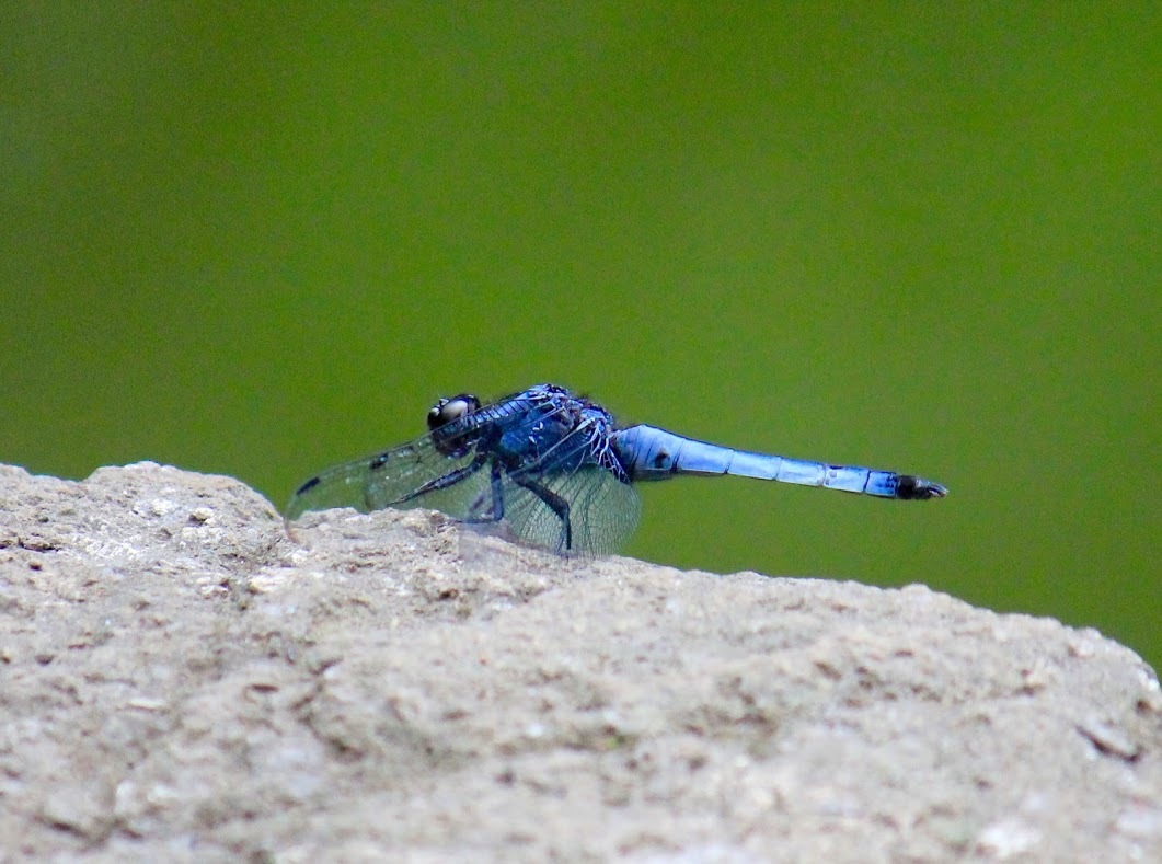 a0248459_14000446.jpg