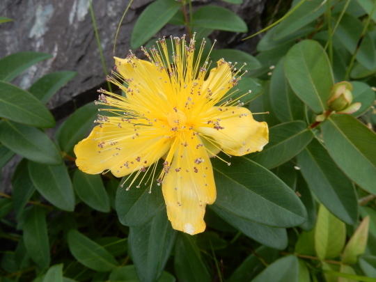 ’19,6,13(木)紫陽花の美しい季節!_f0060461_10031452.jpg