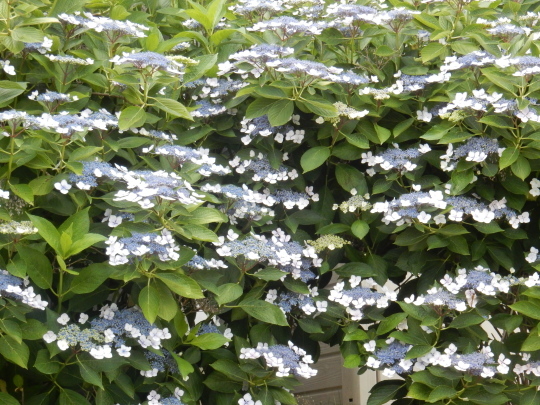 ’19,6,13(木)紫陽花の美しい季節!_f0060461_10121809.jpg