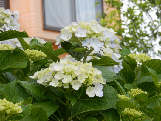 ’19,6,13(木)紫陽花の美しい季節!_f0060461_10125421.jpg