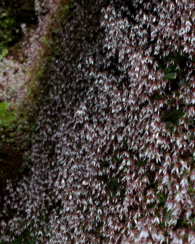 c0305565_17500249.jpg