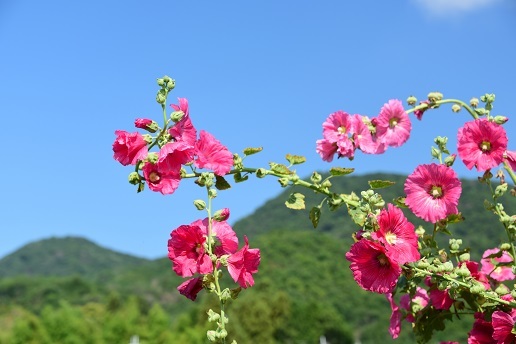 大峯のベニバナヤマシャクヤク　　　　観音峰_c0303868_17453319.jpg