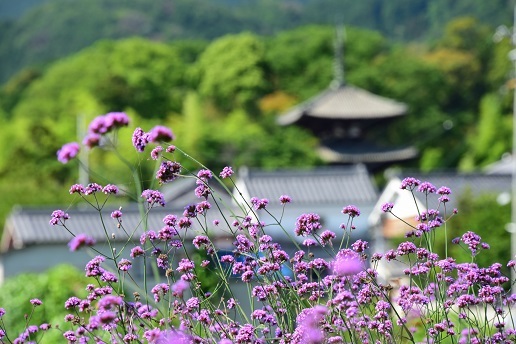 大峯のベニバナヤマシャクヤク　　　　観音峰_c0303868_17461870.jpg