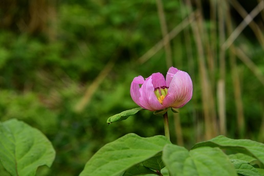 大峯のベニバナヤマシャクヤク　　　　観音峰_c0303868_17544914.jpg