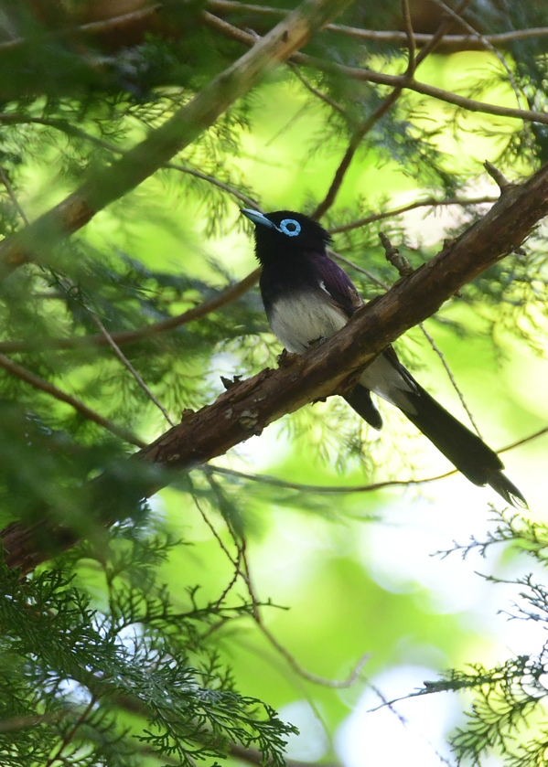 尾羽色々 サンコウチョウ5個体_f0053272_20165651.jpg