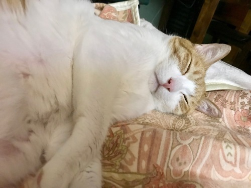 f0054677_07350917.jpeg