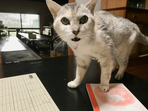 f0054677_07354259.jpeg