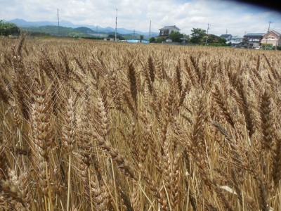 小麦収穫_c0332682_22053815.jpg
