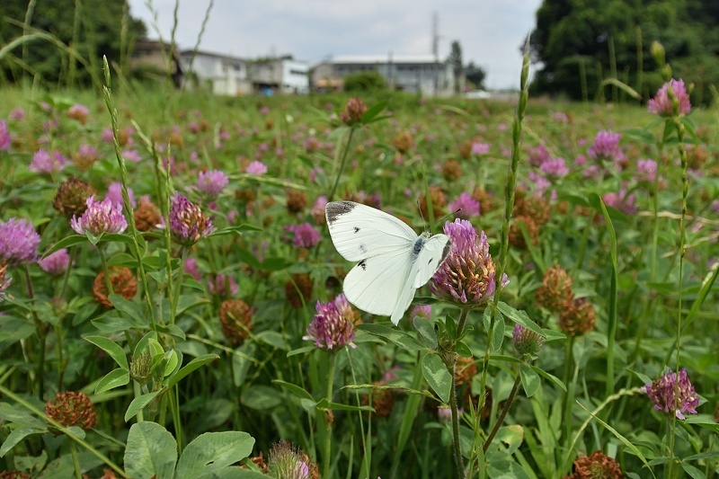 小畔川便り(梅雨入り前の蝶たち:2019/6/1/4)_f0031682_15104463.jpg