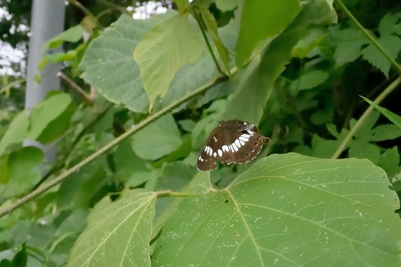 小畔川便り(梅雨入り前の蝶たち:2019/6/1/4)_f0031682_15104901.jpg