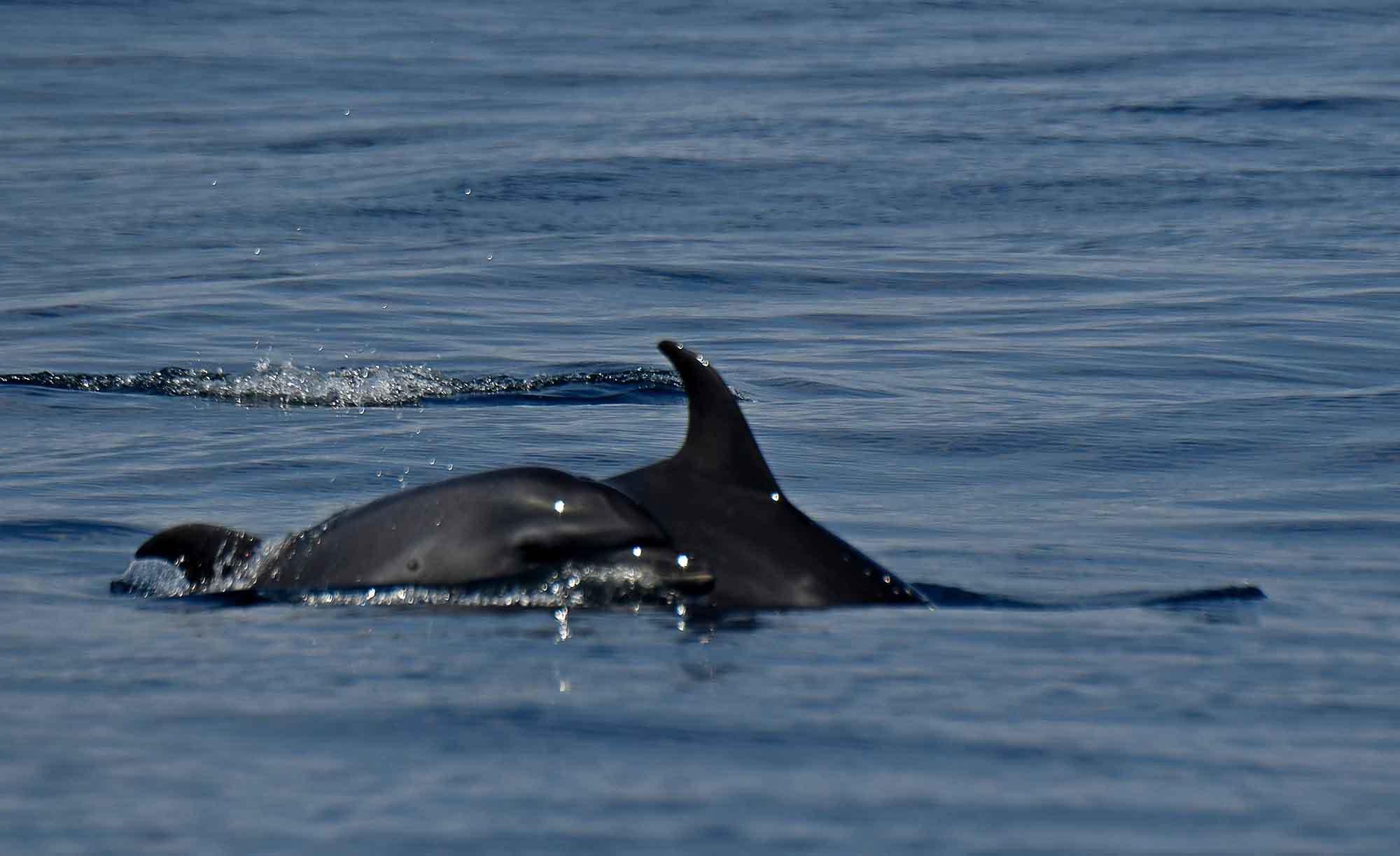 2019年 6月 海釣り_c0176183_18050731.jpg