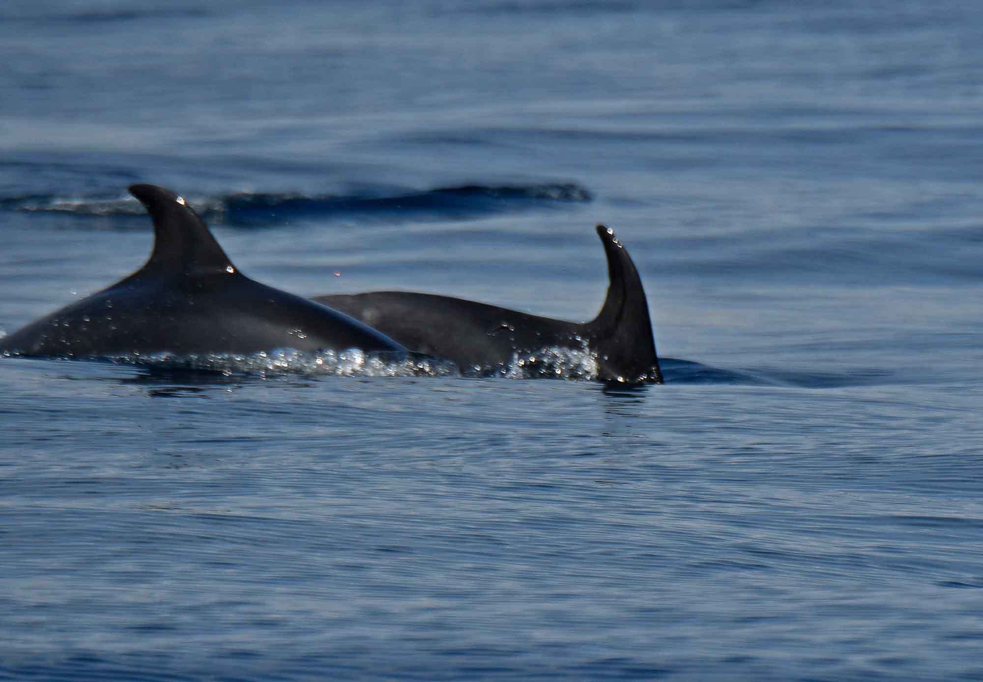 2019年 6月 海釣り_c0176183_18052998.jpg