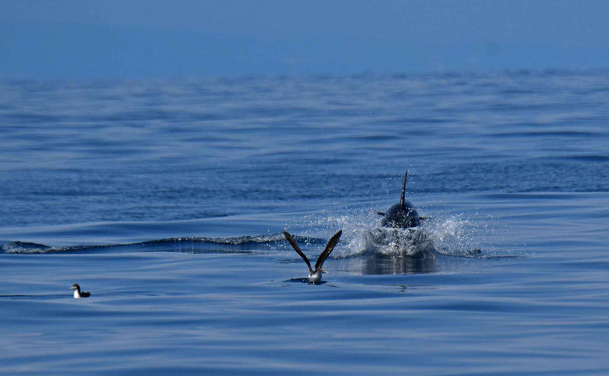 2019年 6月 海釣り_c0176183_18063661.jpg