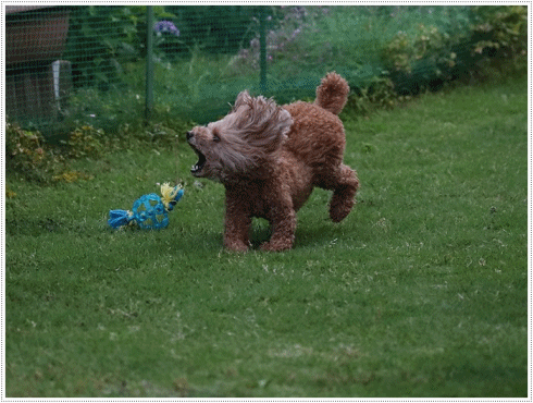 b0175688_20195876.gif