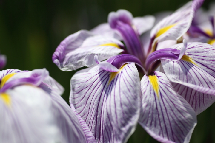 花菖蒲の季節に_f0164989_11425479.jpg
