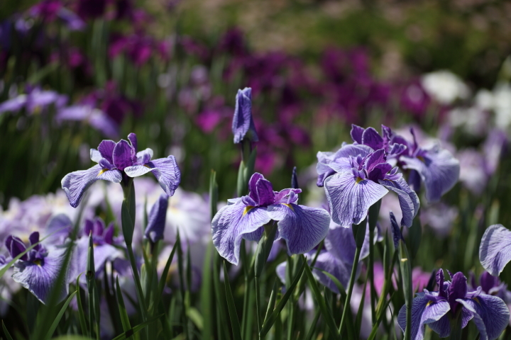 花菖蒲の季節に_f0164989_11425492.jpg
