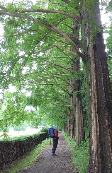 今日も歩くぞ 35キロ_e0077899_850295.jpg