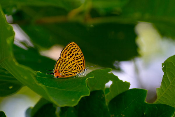 d0001300_21104888.jpg