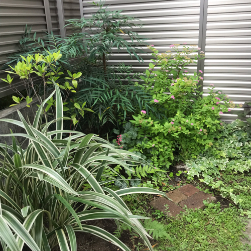 カラーリーフの植栽 : 花の庭づくり庭ぐらしガーデニングキララ カラーリーフの植栽 : 花の庭づくり庭ぐらしガーデニングキララ