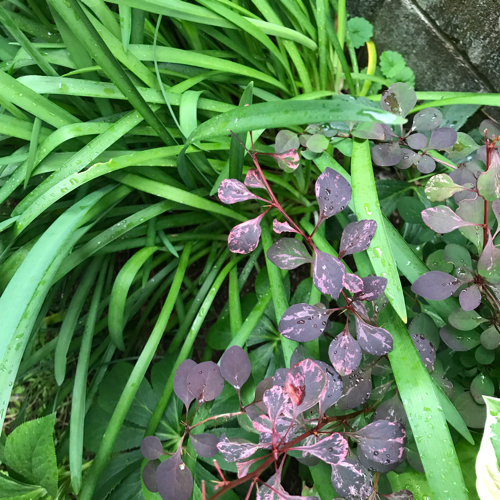 カラーリーフの植栽 : 花の庭づくり庭ぐらしガーデニングキララ カラーリーフの植栽 : 花の庭づくり庭ぐらしガーデニングキララ